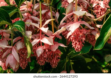 Medinilla magnifica